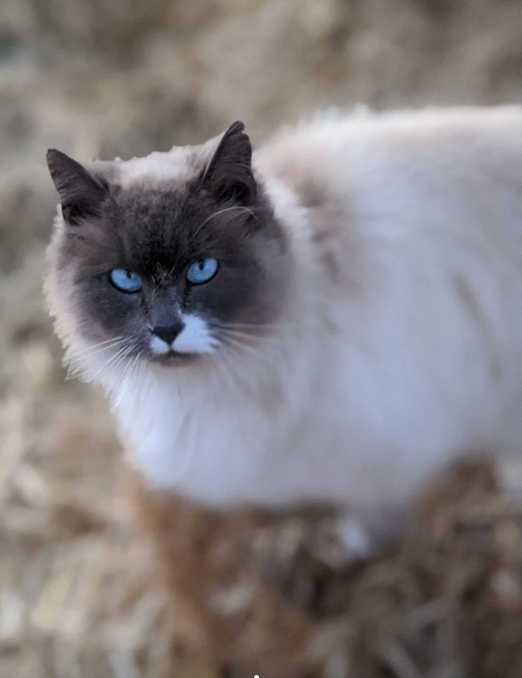 Lost cat in Yakima, WA, 98903