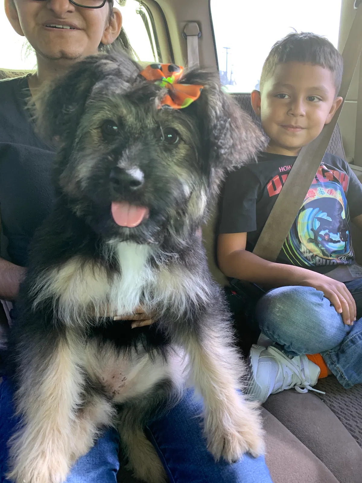 Lost dog in Bakersfield, CA, 93304
