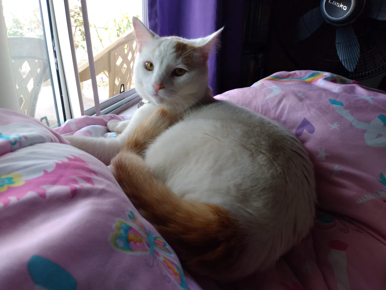 Lost cat in Winchester, CA, 92596