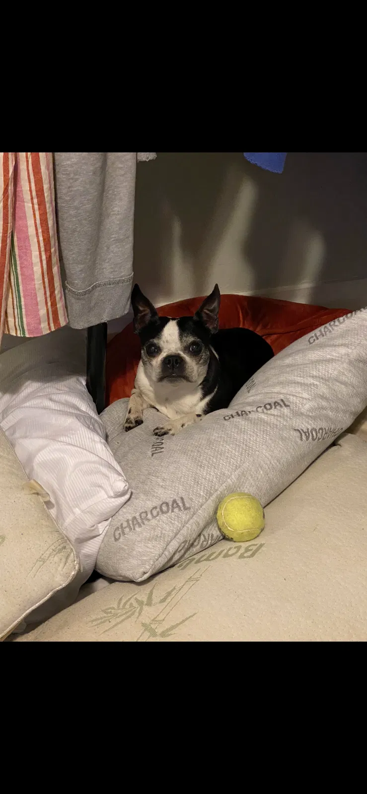 Lost dog in Columbus, OH, 43207