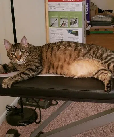 Lost cat in Lorton, VA, 22079