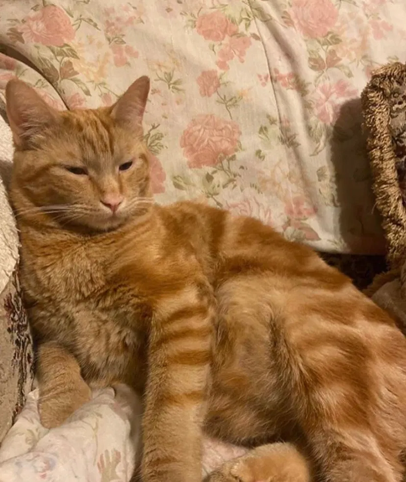 Lost cat in San Bernardino, CA, 92408