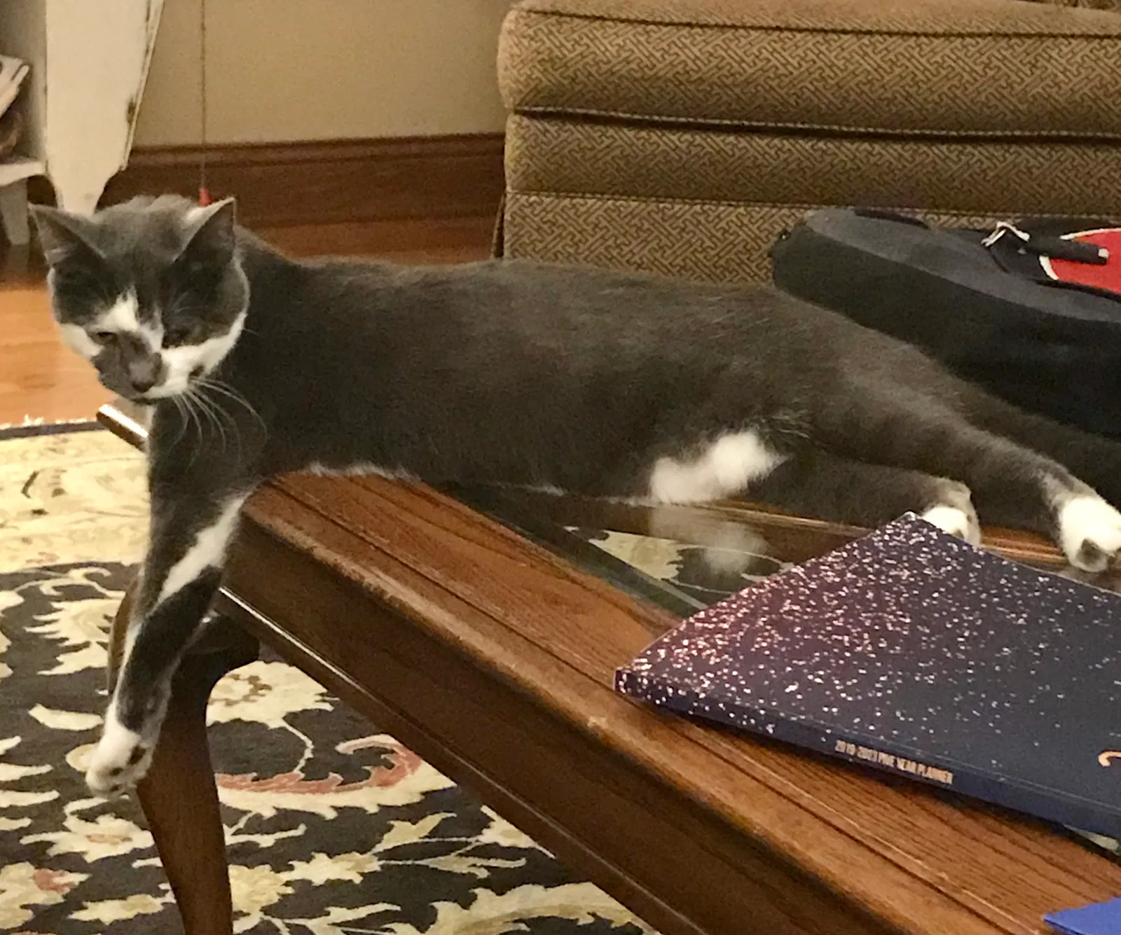 Lost cat in Stow, OH, 44224