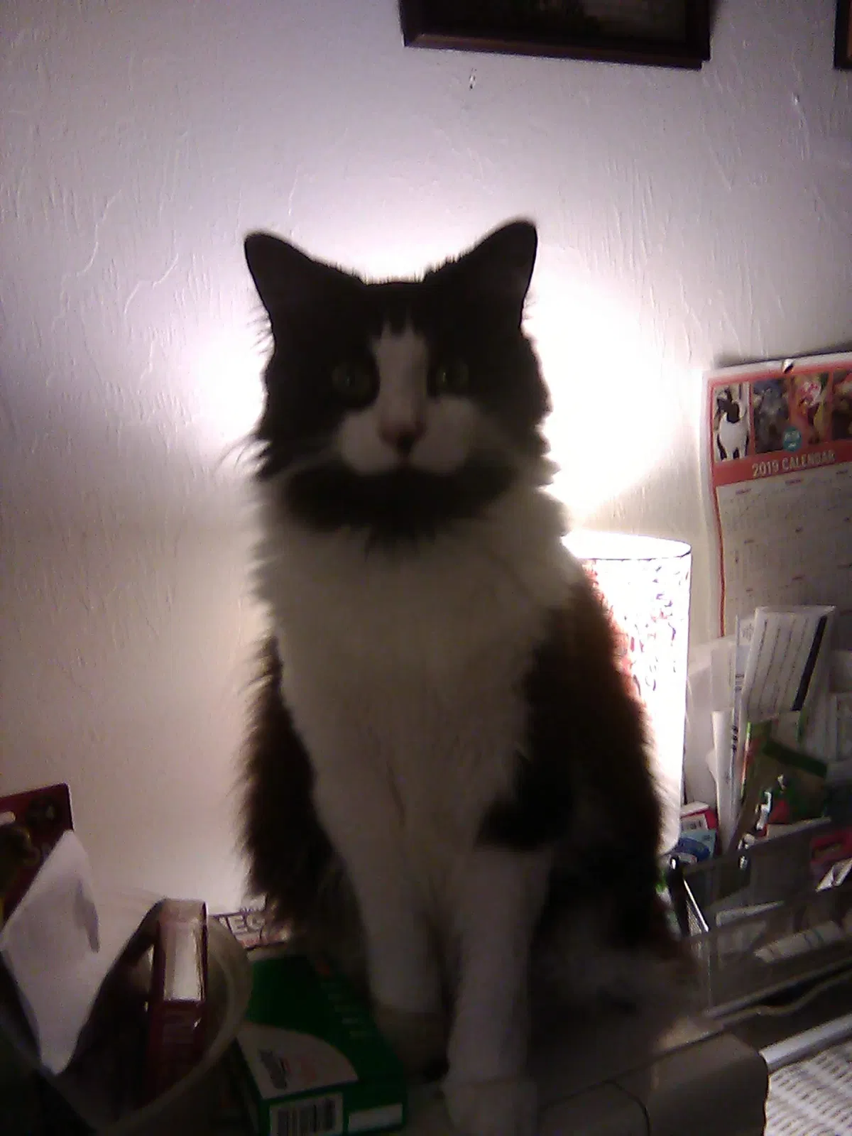 Lost cat in Lady Lake, FL, 32159