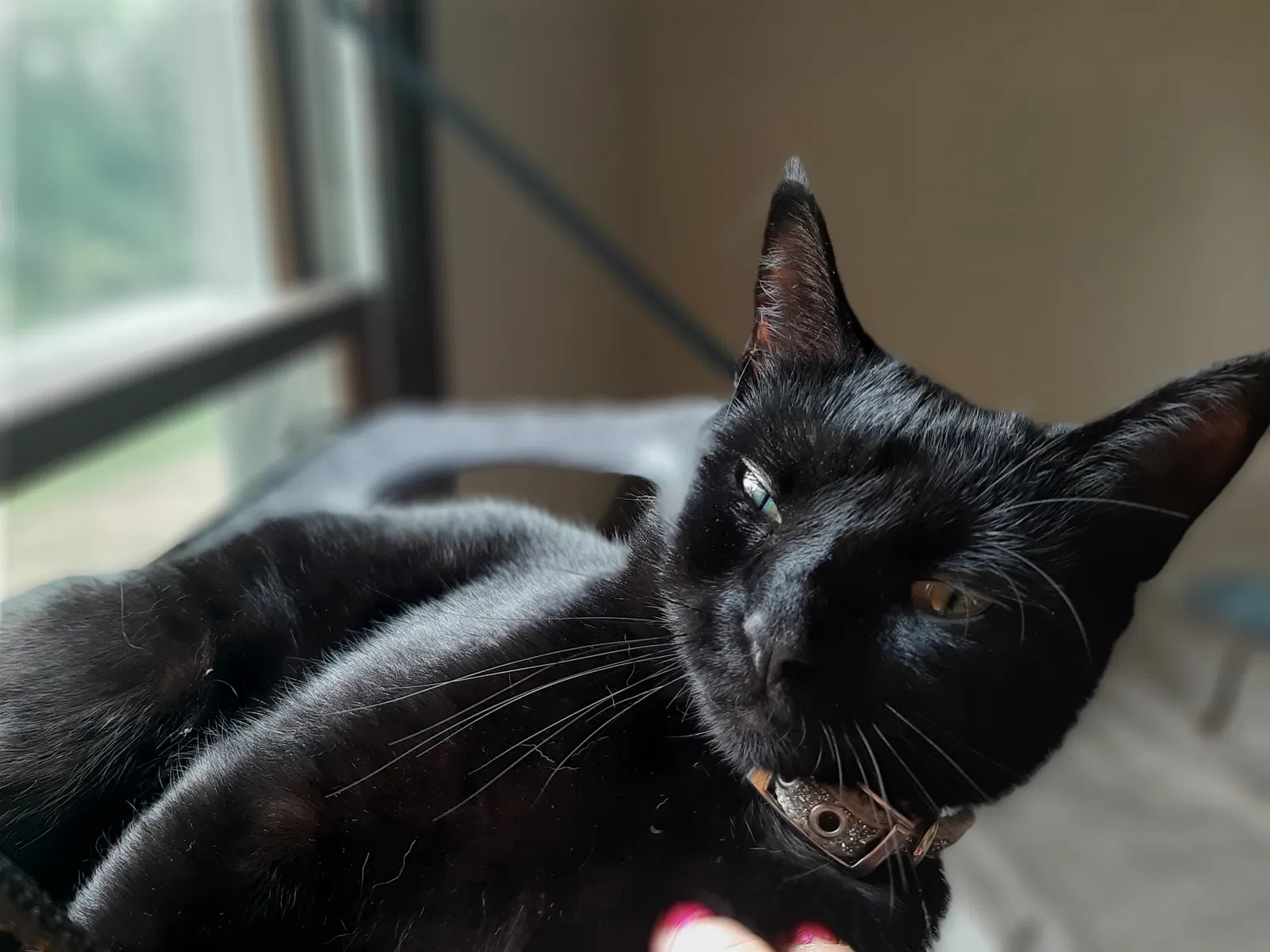 Lost cat in Epsom, NH, 3234