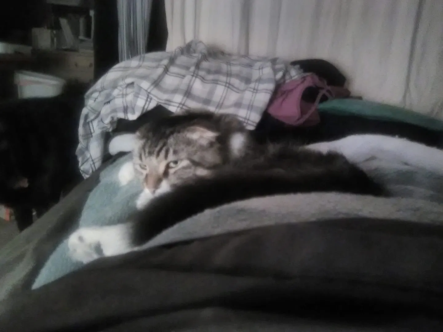 Lost cat in Castle Rock, WA, 98611