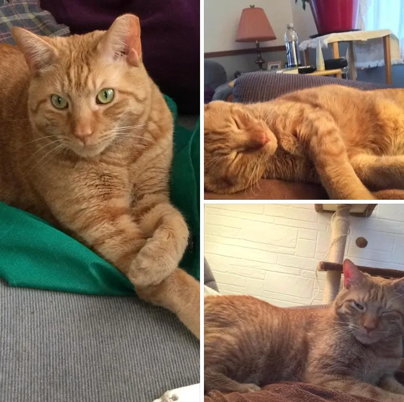 Lost cat in Essex, MD, 21221