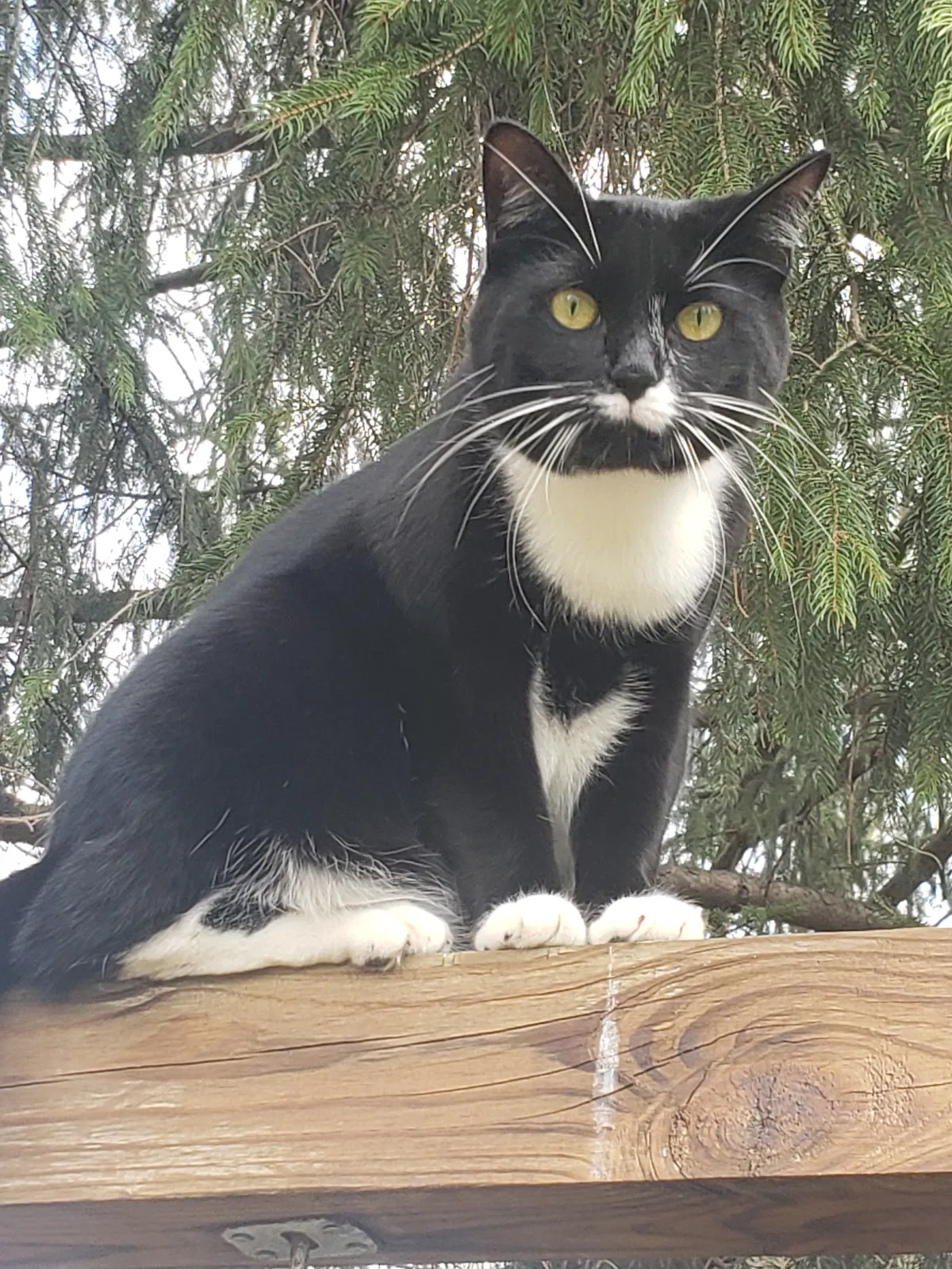 Lost cat in Columbus, OH, 43230