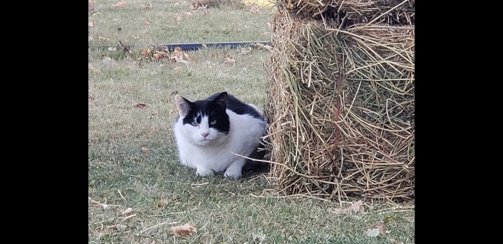 Lost cat in Hamilton, MT, 59840
