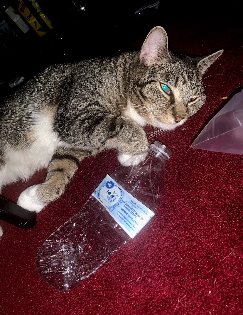 Lost cat in Trenton, NJ, 8638
