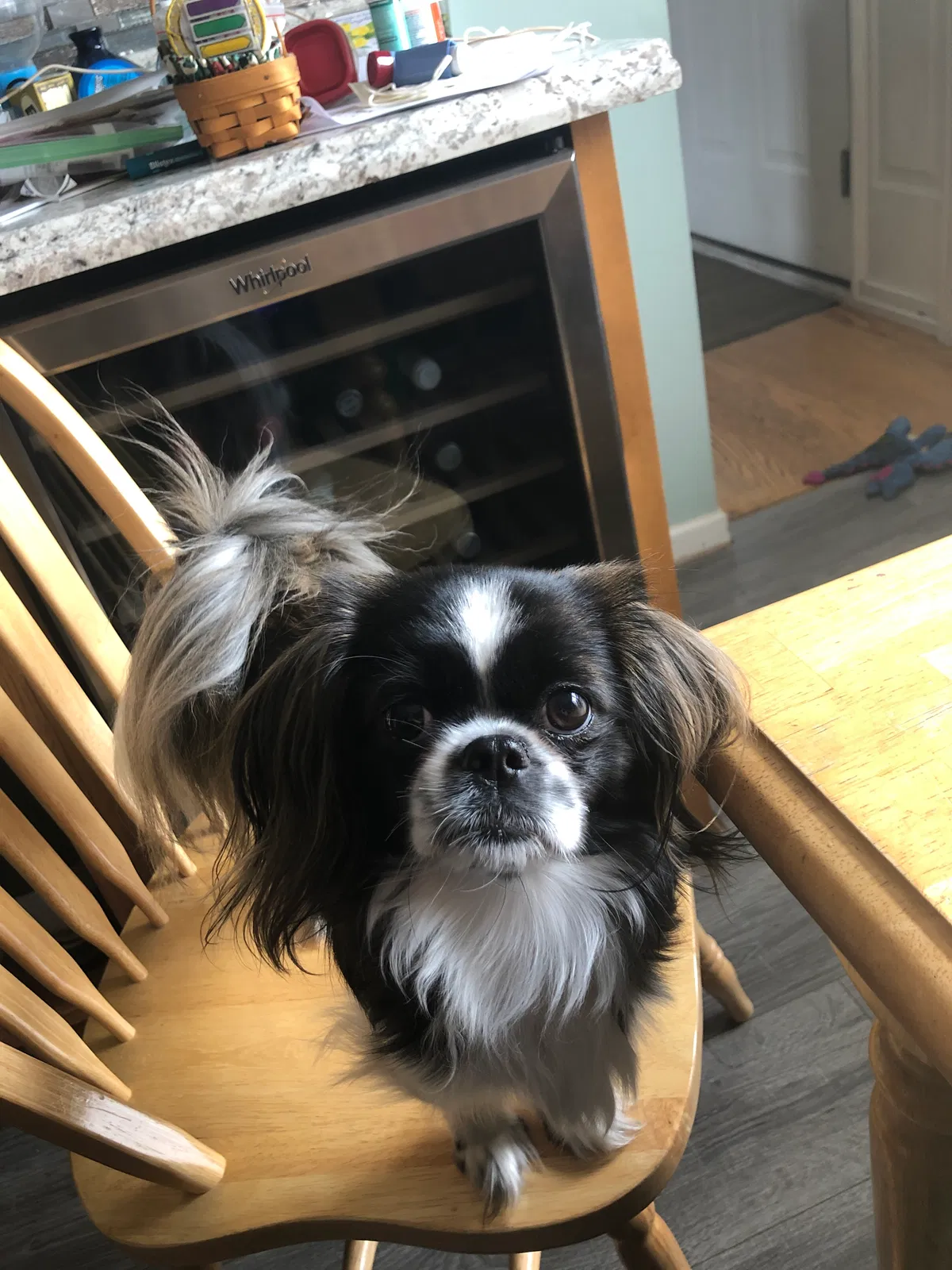 Lost dog in Columbia, PA, 17512