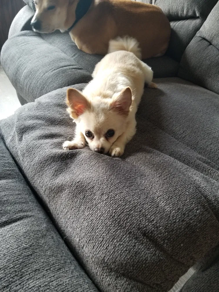 Lost dog in Canton, OH, 44706