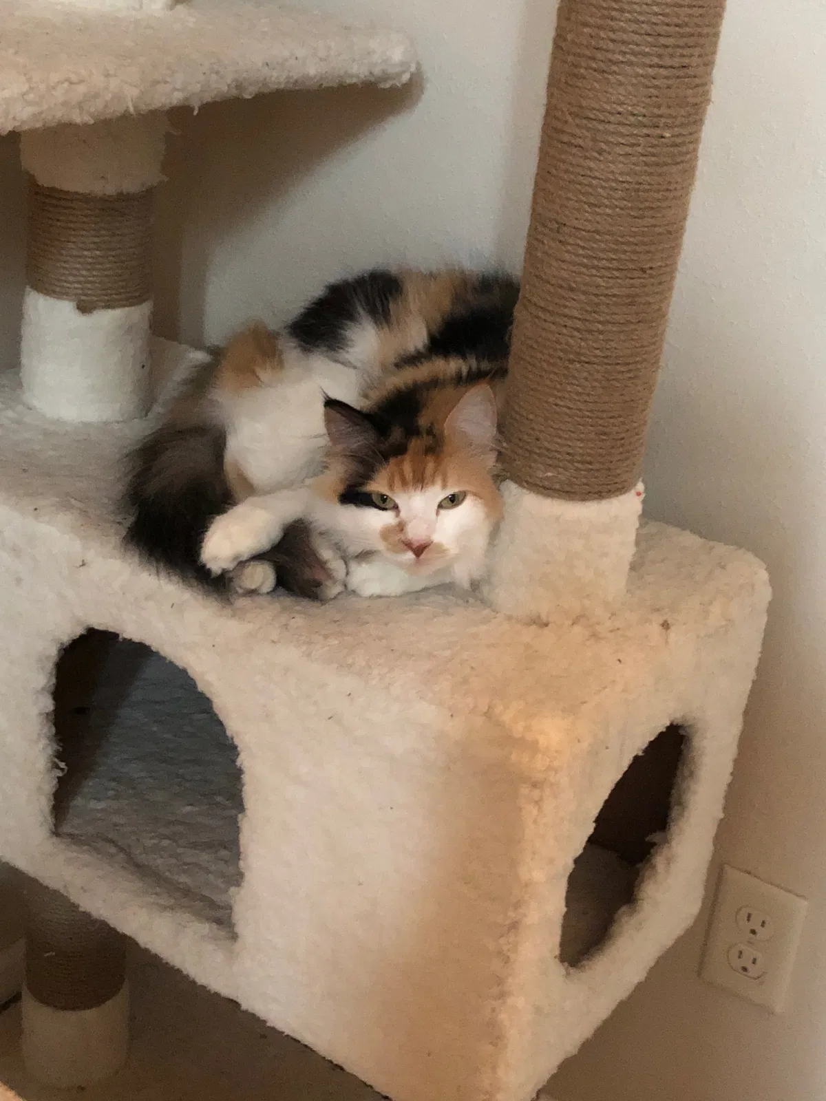 Lost cat in Saint Cloud, MN, 56301