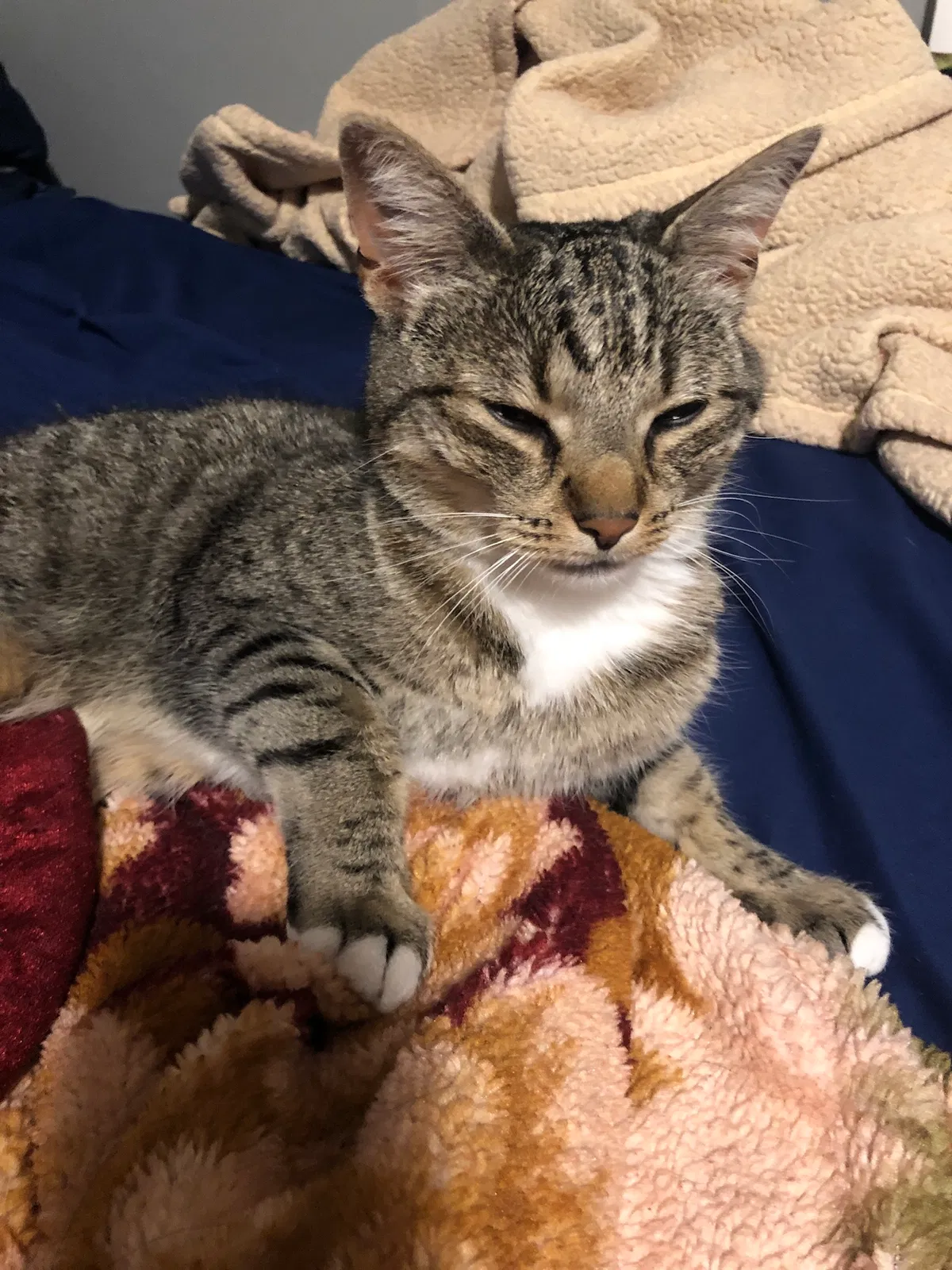 Lost cat in Lowell, MA, 1851