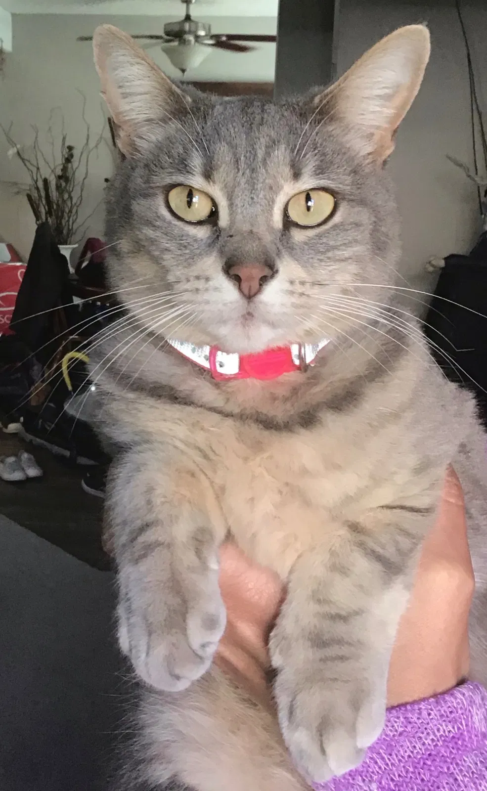 Lost cat in Sacramento, CA, 95864