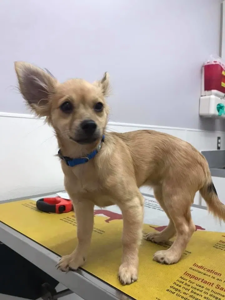 Lost dog in Midway Park, NC, 28544