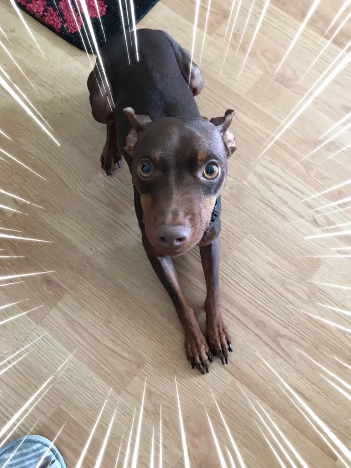 Lost dog in Midway Park, NC, 28544