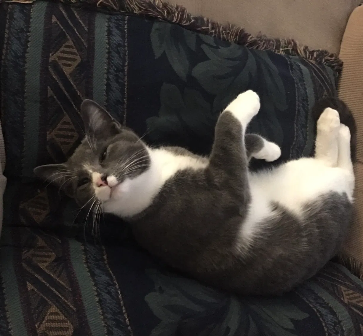 Lost cat in Logan, OH, 43138