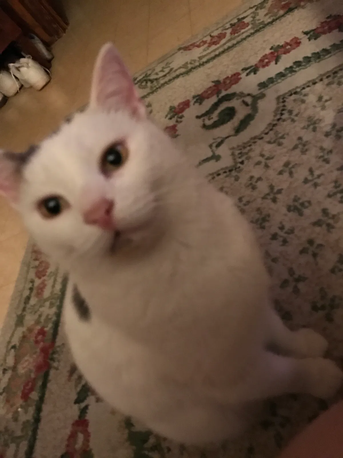 Lost cat in Cleveland, TN, 37312