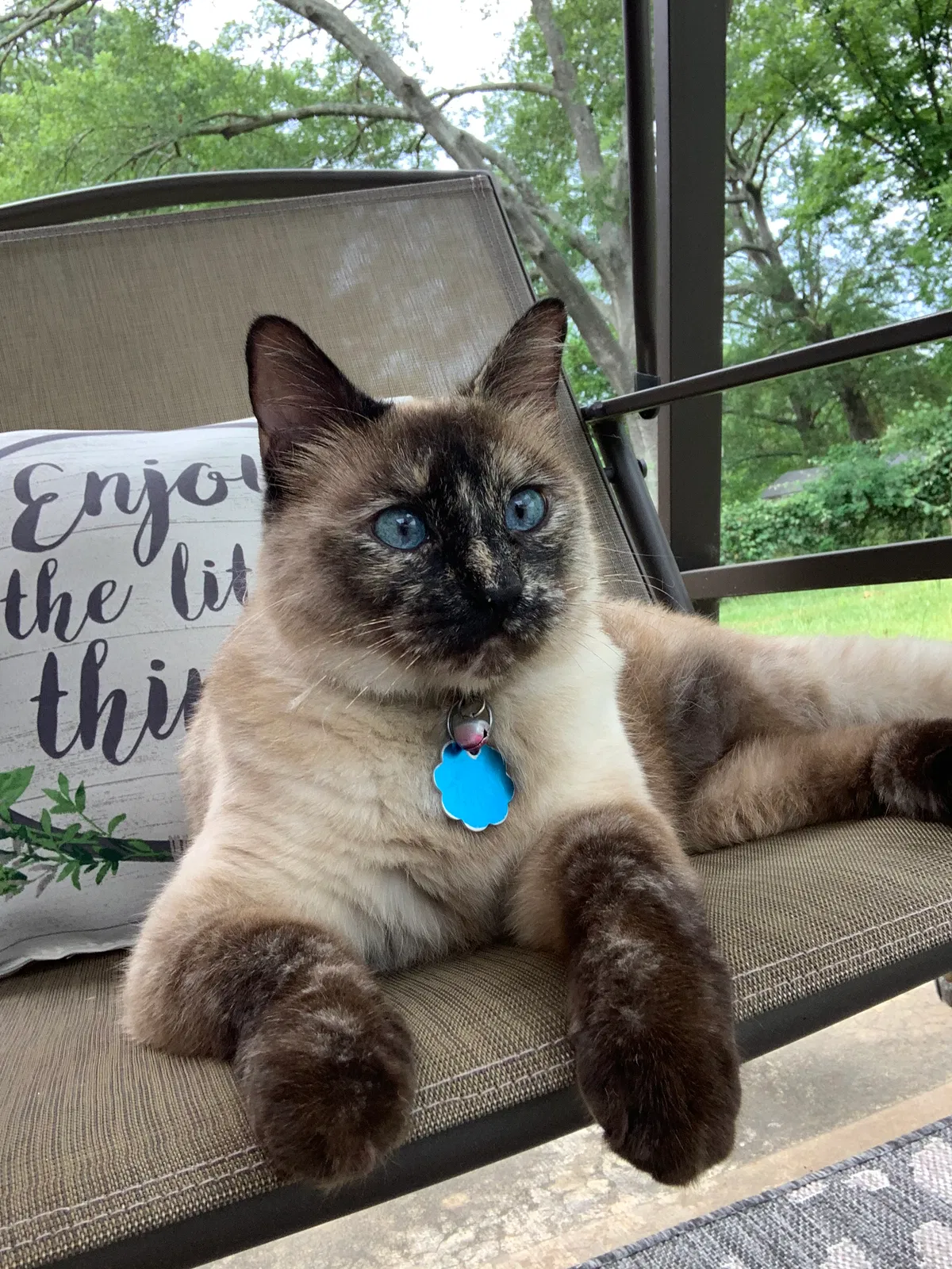 Lost cat in Longview, TX, 75605