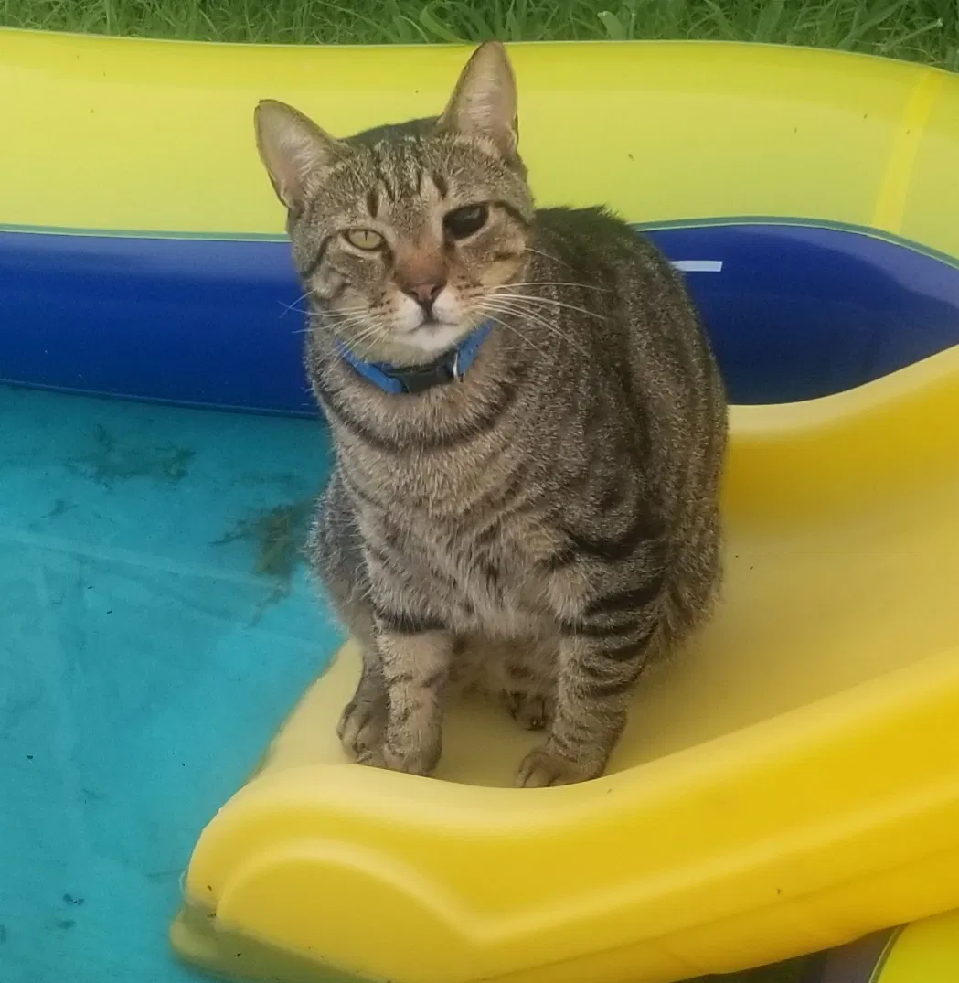 Lost cat in Savannah, GA, 31407