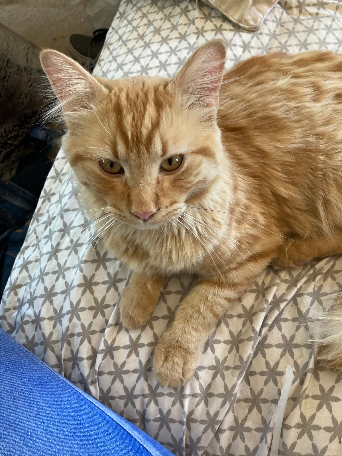 Lost cat in Hereford, AZ, 85615