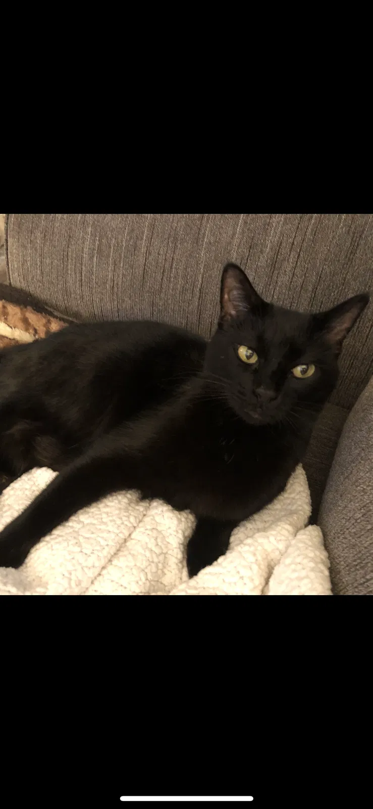 Lost cat in Melbourne, FL, 32904