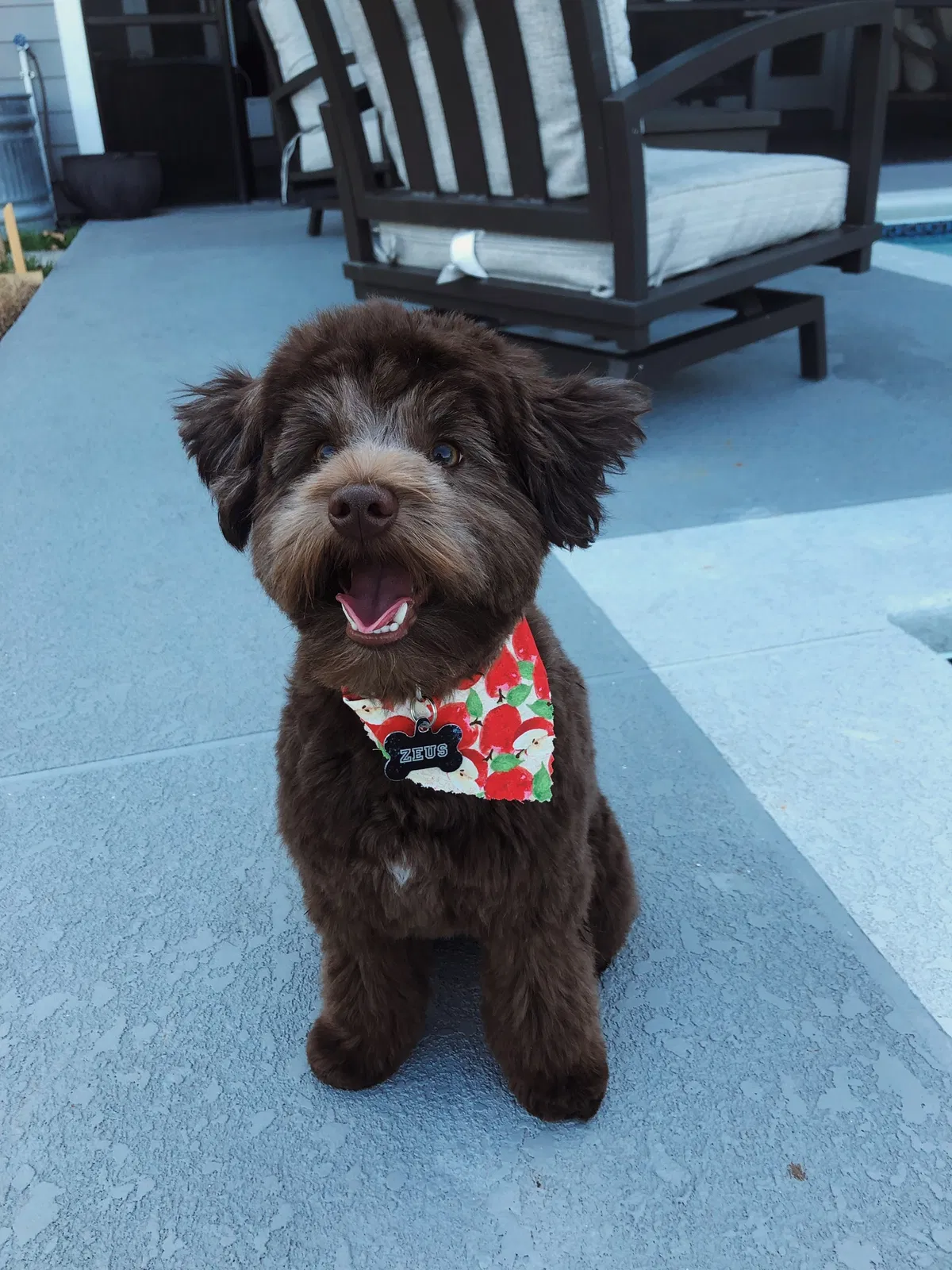 Lost dog in Sanford, FL, 32771