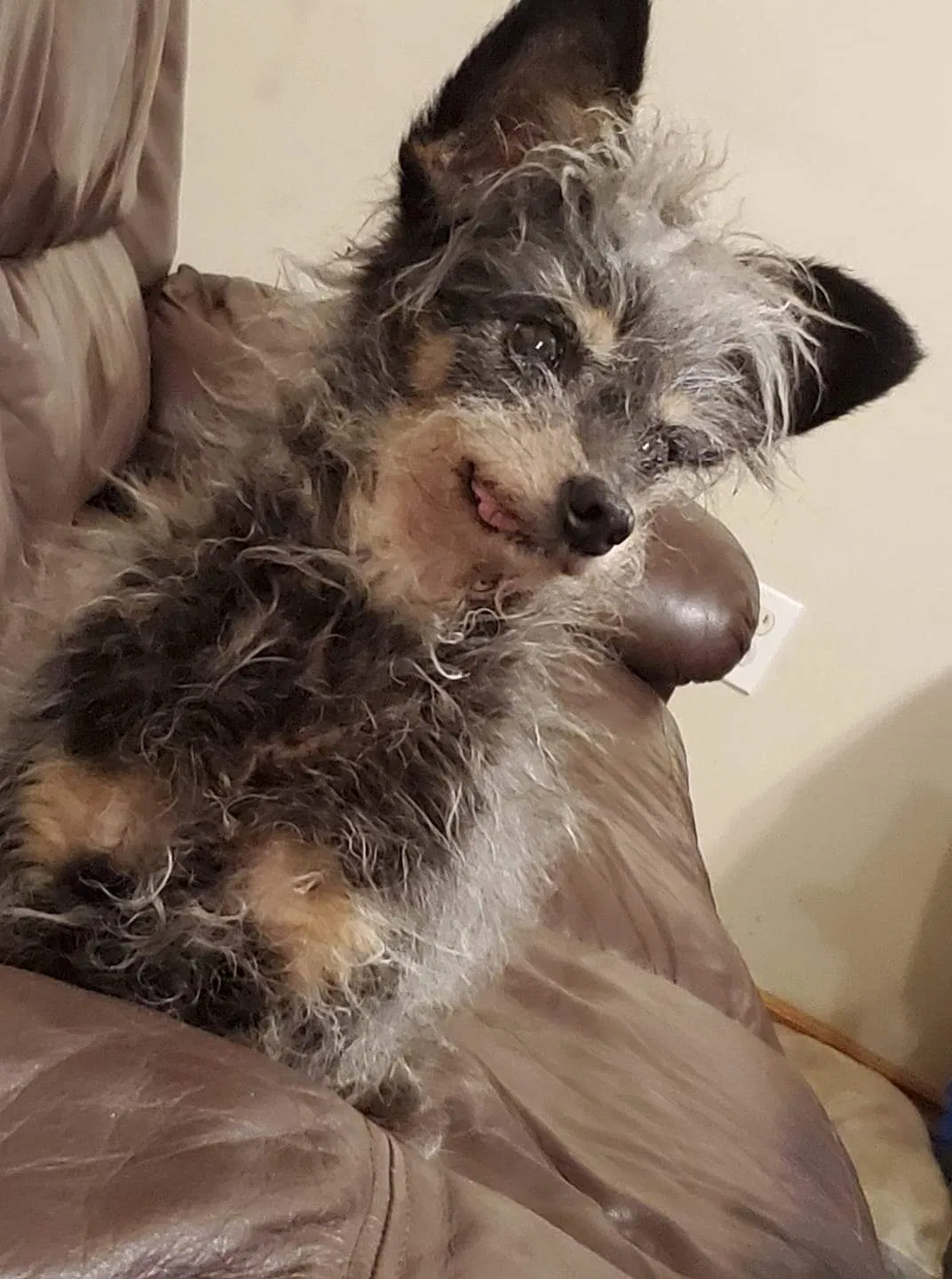 Lost dog in Eustis, FL, 32726