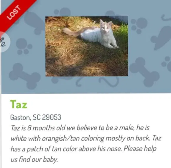 Lost cat in Gaston, SC, 29053