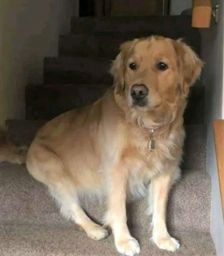 Lost dog in Gettysburg, PA, 17325