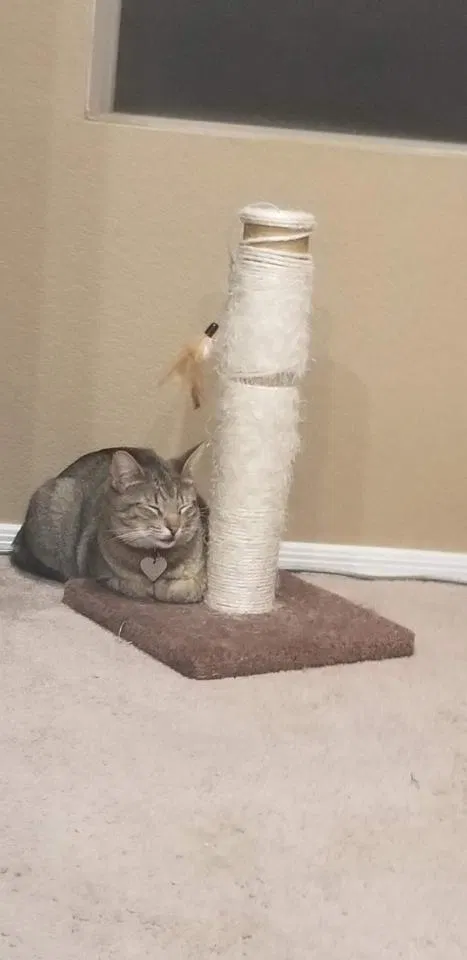 Lost cat in Surprise, AZ, 85388