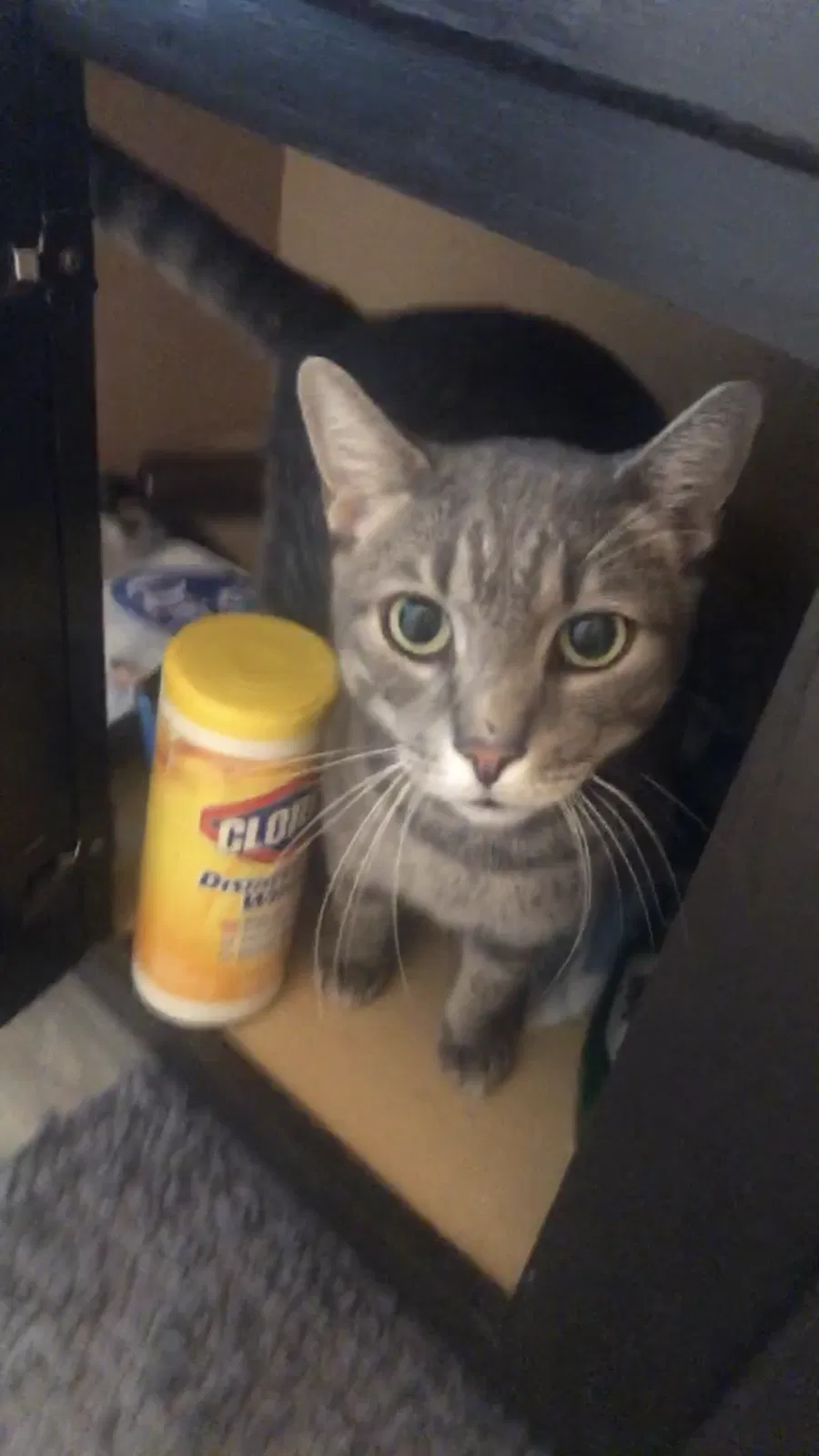 Lost cat in Orlando, FL, 32839