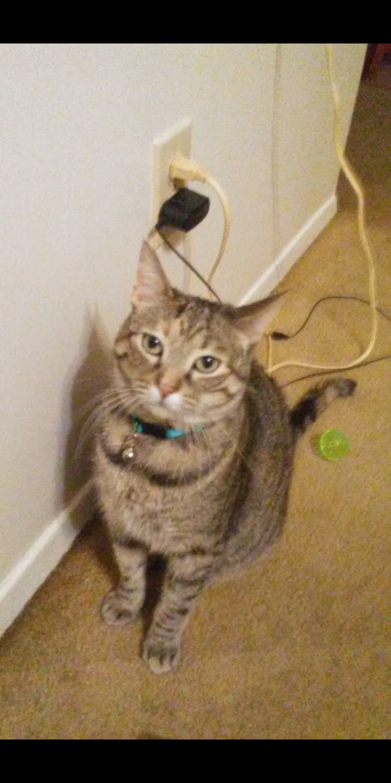 Lost cat in Cincinnati, OH, 45224