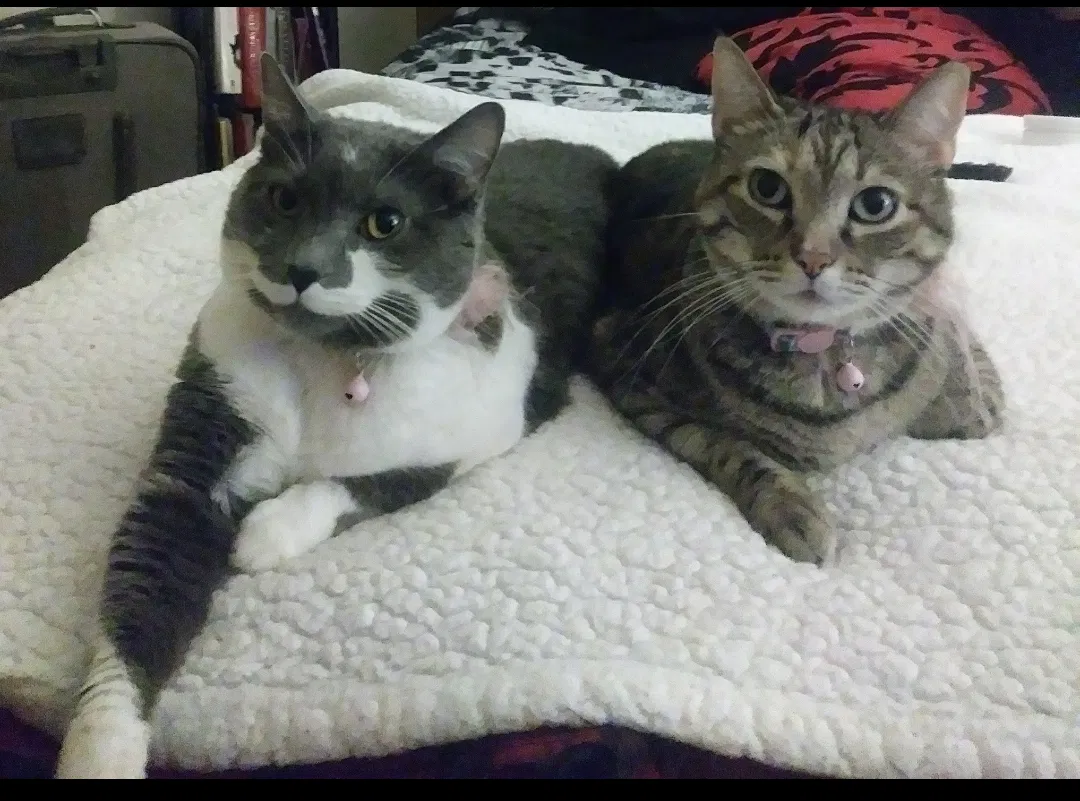 Lost cat in Cincinnati, OH, 45224