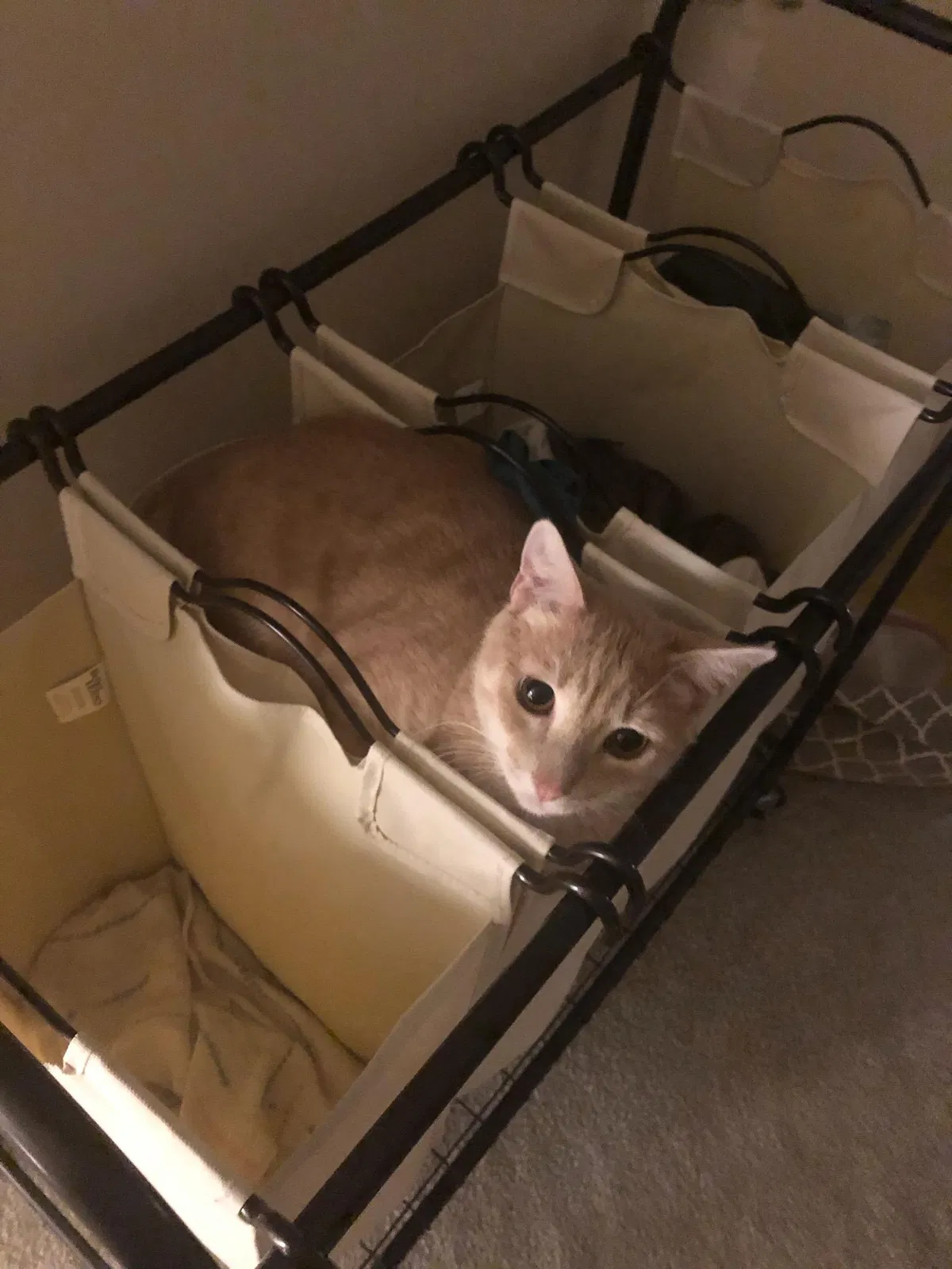 Lost cat in Jamestown, NC, 27282
