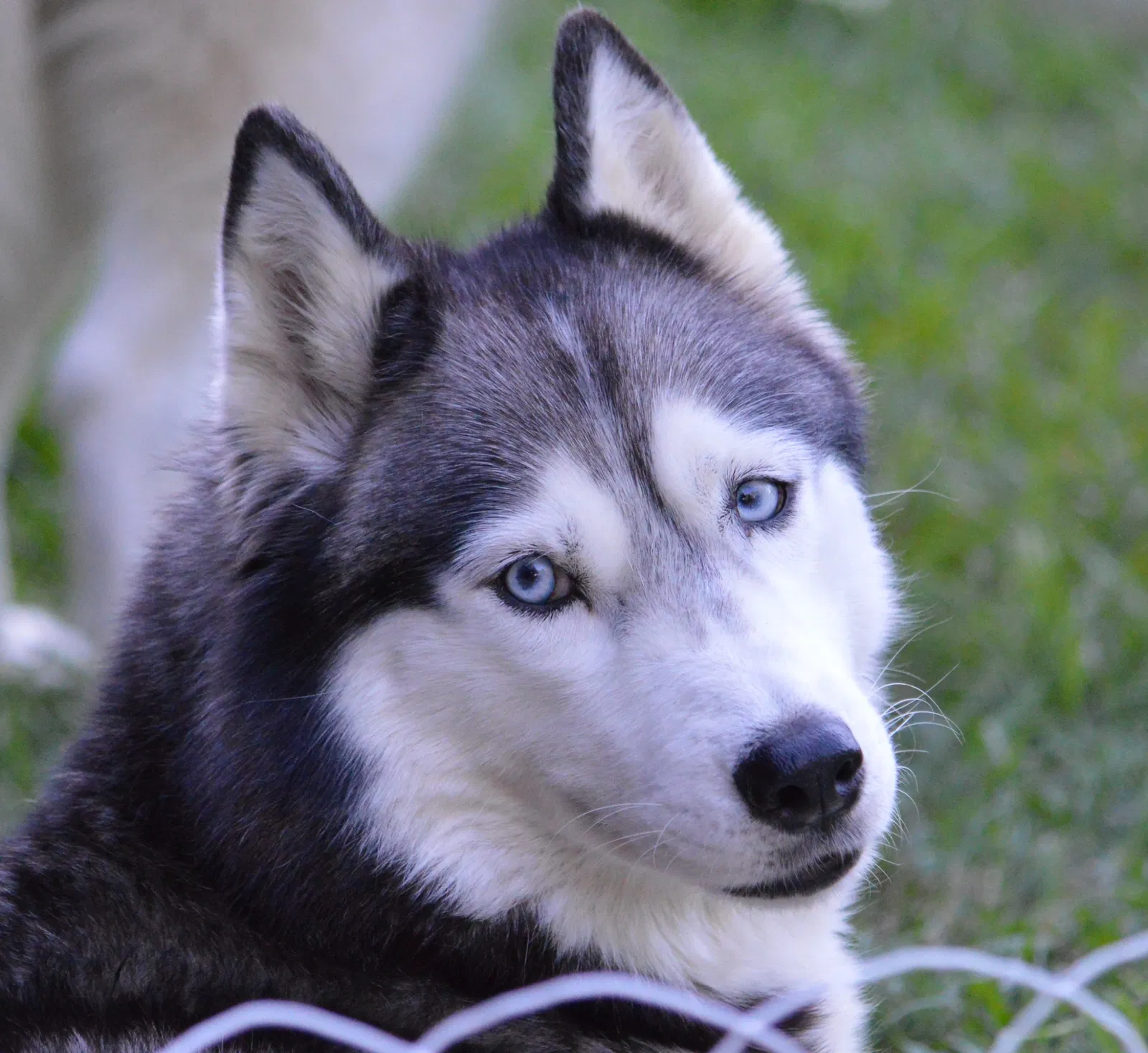 Lost dog in Pearland, TX, 77581