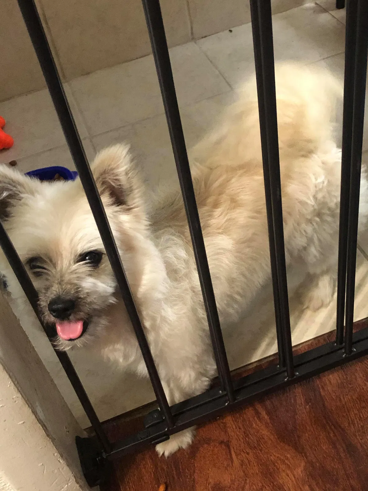 Lost dog in Bronson, FL, 32621