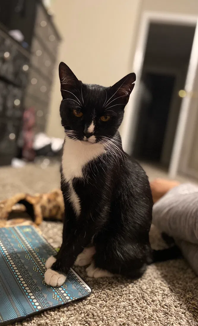 Lost cat in Clarksville, TN, 37043