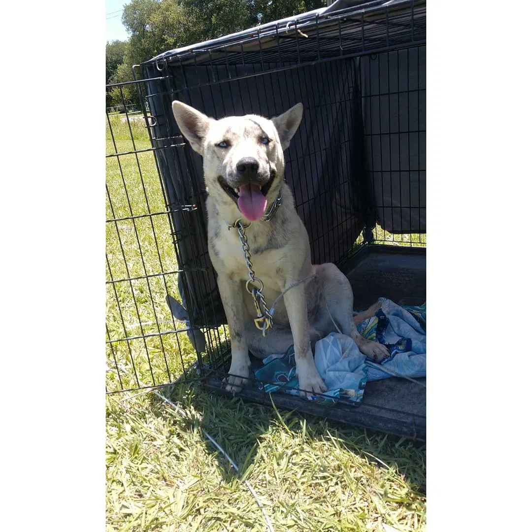 Lost dog in Sunset, LA, 70584