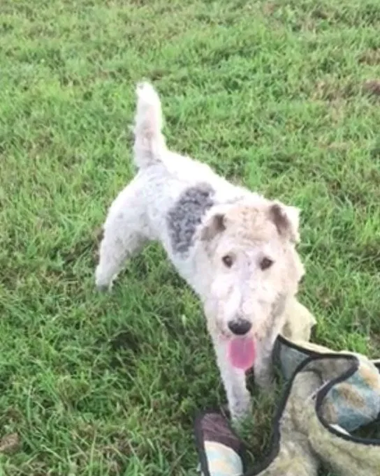Lost dog in Sarasota, FL, 34240