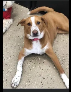 Lost dog in Draper, UT, 84020