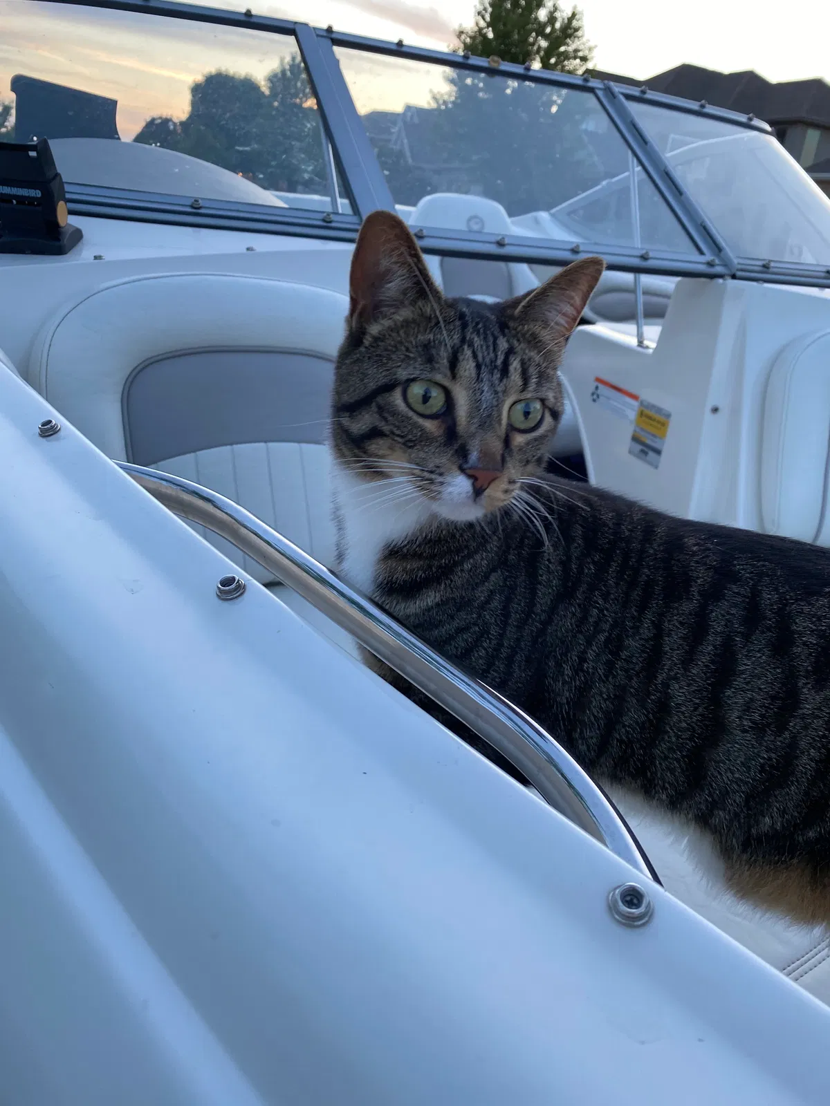 Lost cat in Appleton, WI, 54913