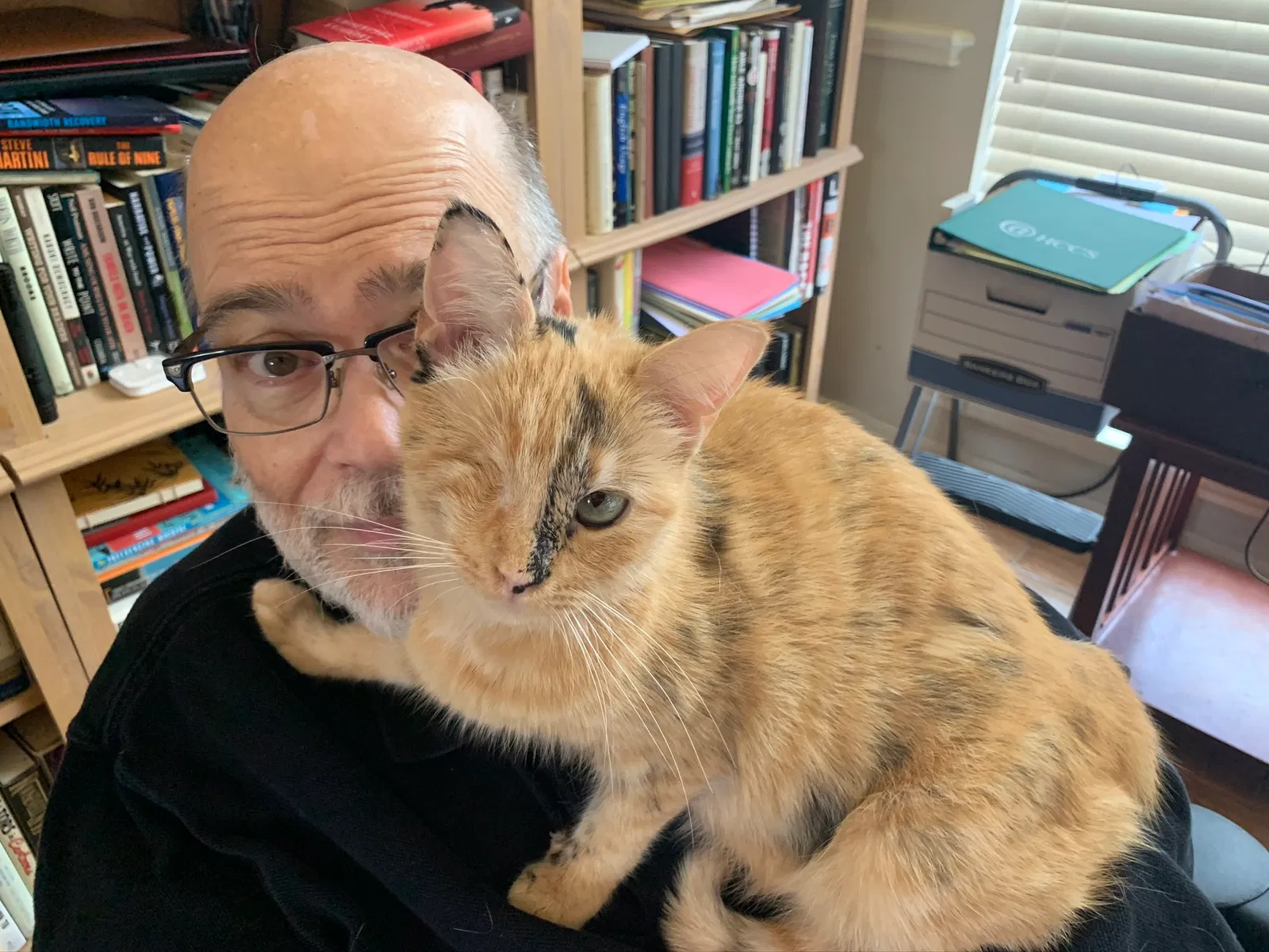 Lost cat in Sugar Land, TX, 77478