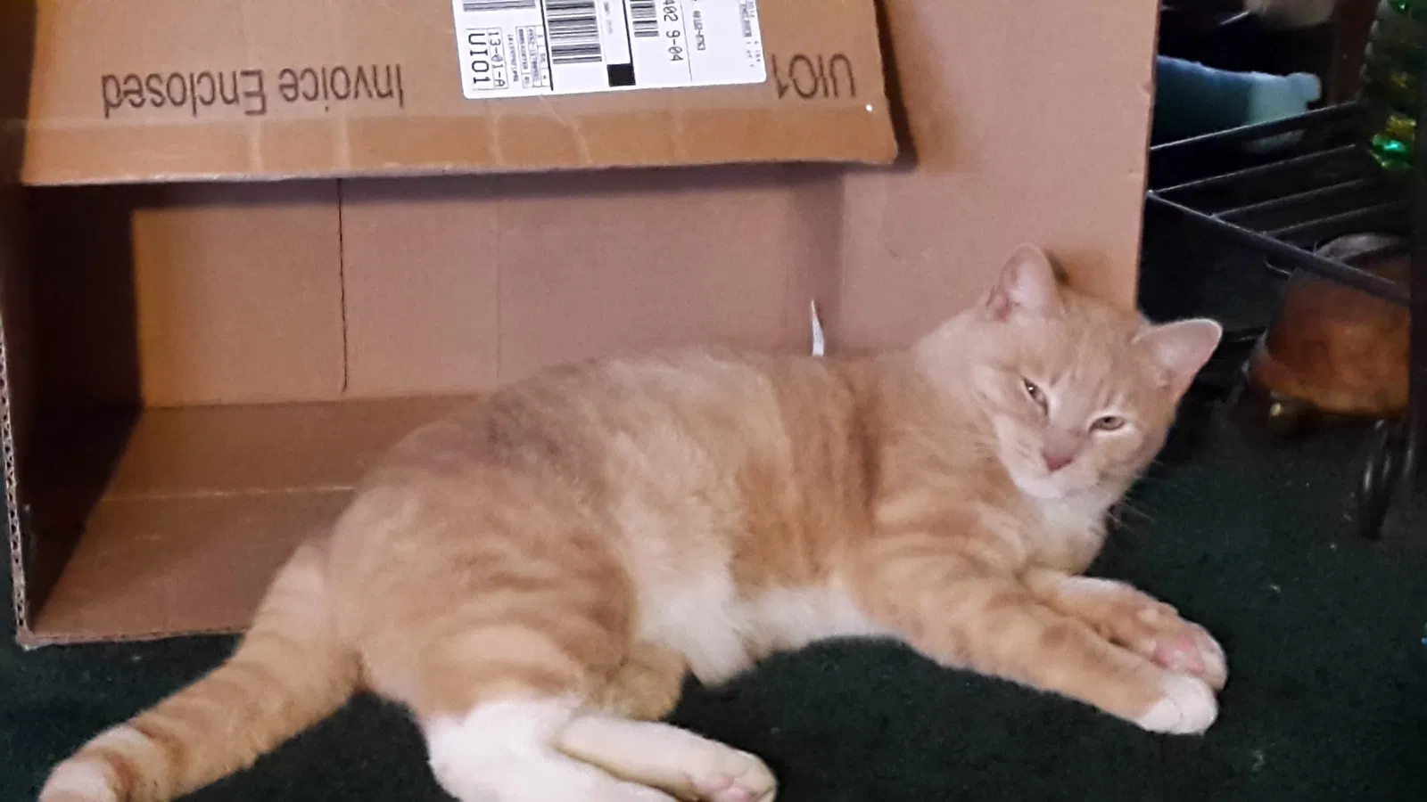 Lost cat in Dillsburg, PA, 17019