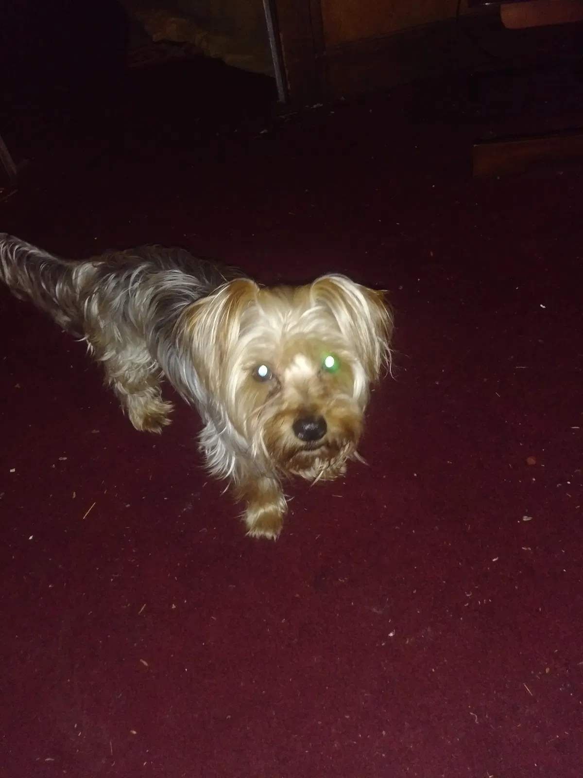 Lost dog in Detroit, MI, 48238