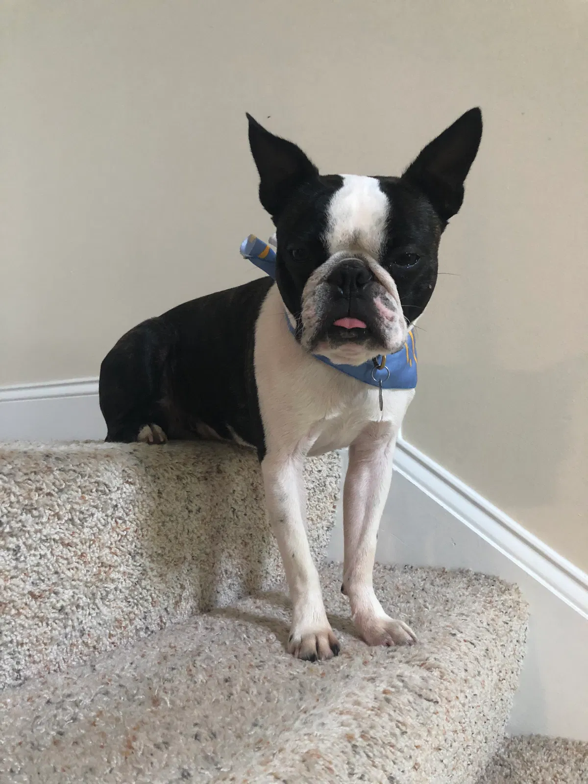 Lost dog in Ocean City, MD, 21842