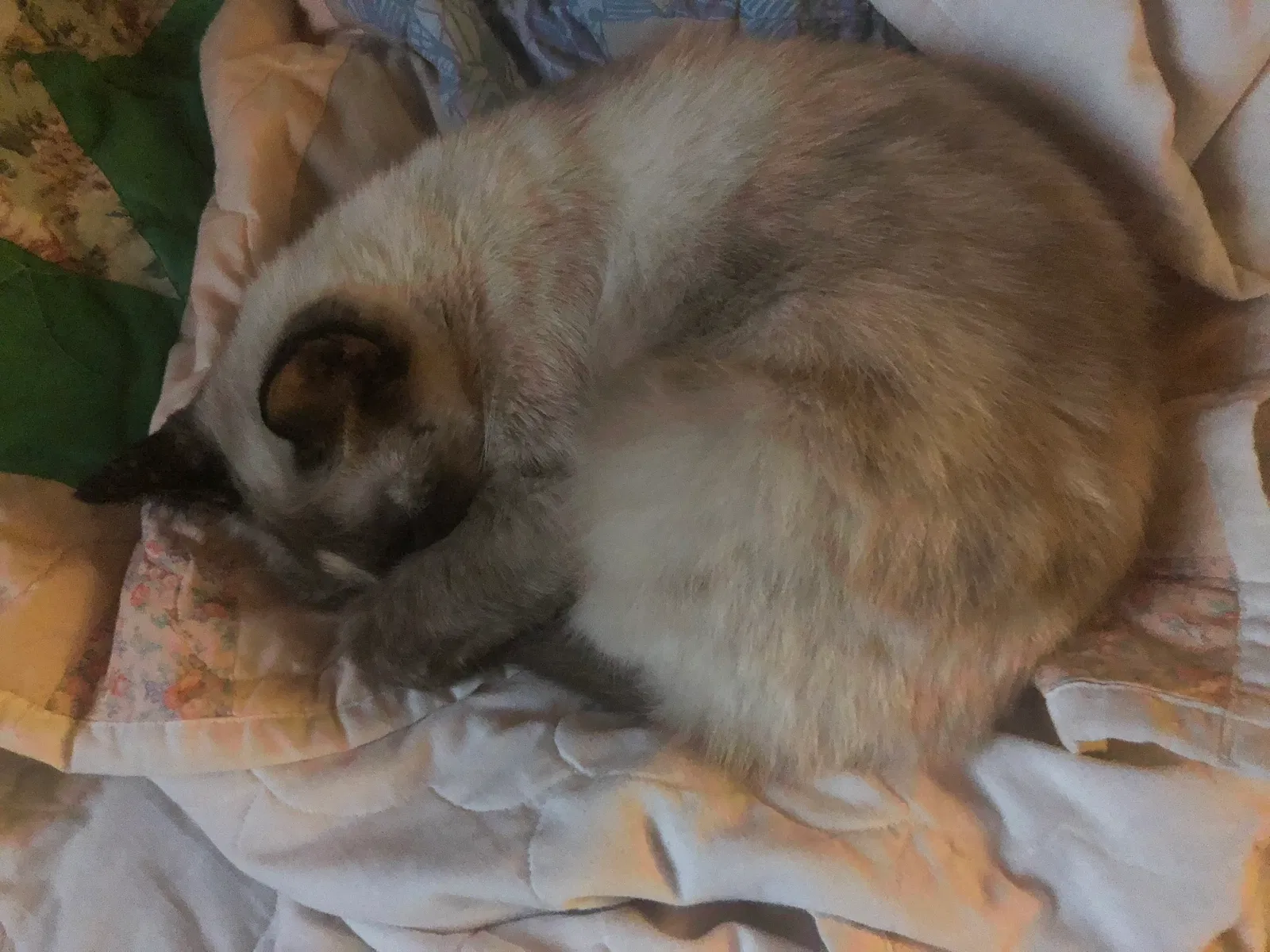 Lost cat in Springfield, MO, 65806