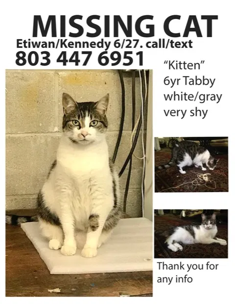 Lost cat in Columbia, SC, 29205