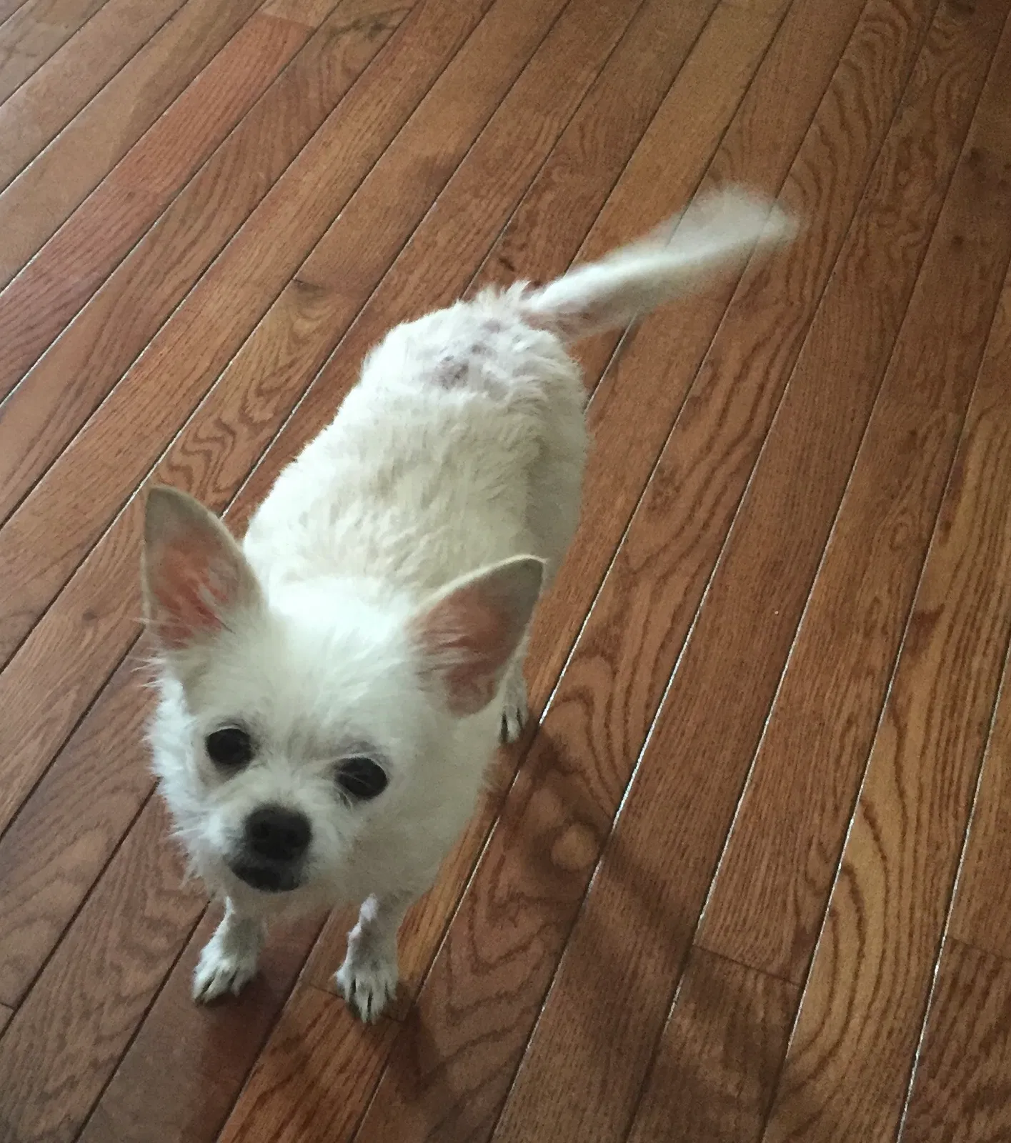 Lost dog in Paxton, IL, 60957